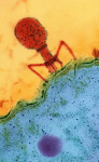 T4bacteriophage_GFDL.png
